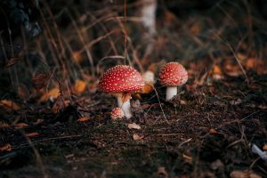 mushroom, forest, toadstool-7494036.jpg